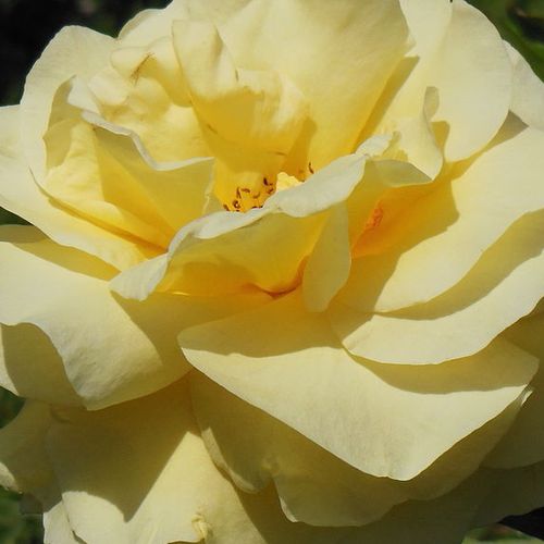 Růže online koupit v prodejně - Žlutá - Čajohybridy - diskrétní - 0 - Michèle Meilland Richardier - ,-